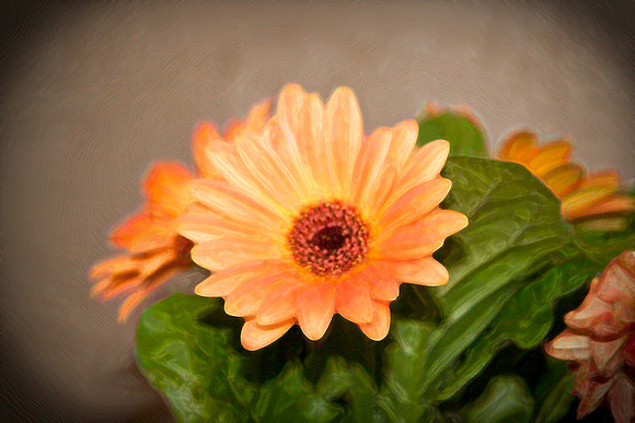 _MG_6536c