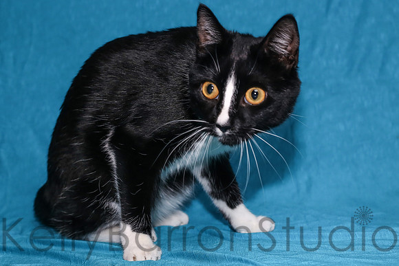 Katz-5