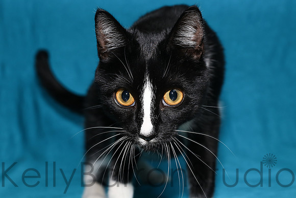 Katz-4