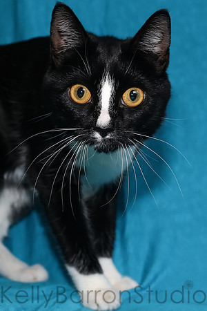 Katz-3