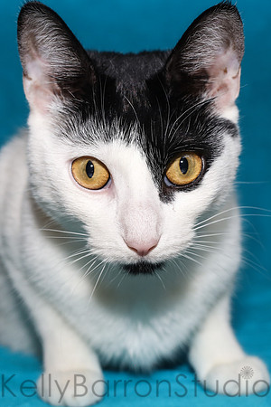 Katz-2