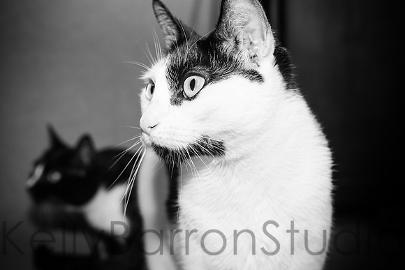 Katz-13