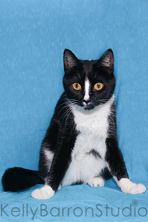 Katz-15