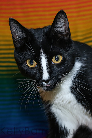 Katz-17
