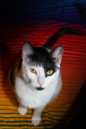 Katz-19