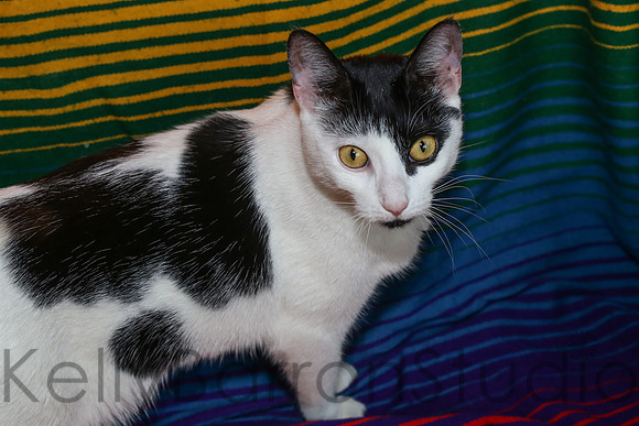 Katz-21