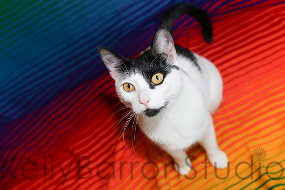 Katz-23