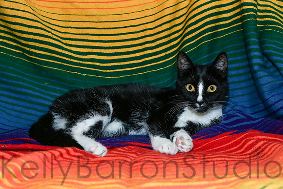 Katz-28