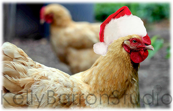 hohoho chicken